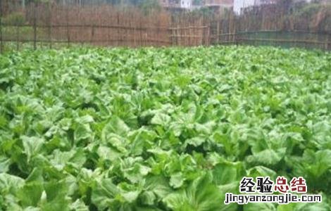 包心芥菜种植时间和方法 芥菜种植时间和方法