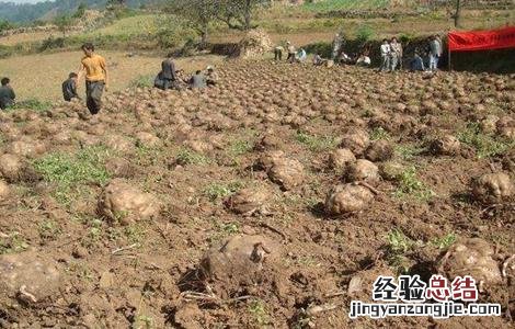 如何做好魔芋的病虫害防治工作呢 如何做好魔芋的病虫害防治工作