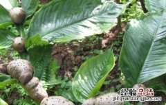 如何做好魔芋的病虫害防治工作呢 如何做好魔芋的病虫害防治工作