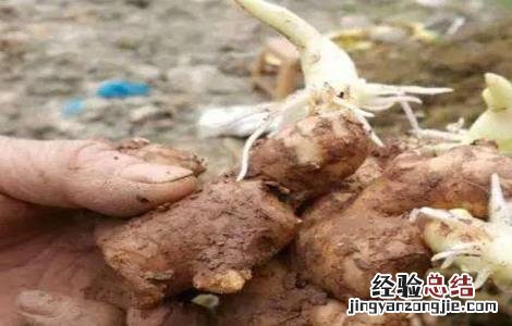 生姜催芽方法最新的视频 生姜催芽方法