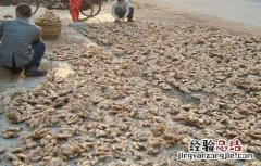 生姜催芽方法最新的视频 生姜催芽方法