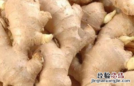 生姜催芽方法最新的视频 生姜催芽方法
