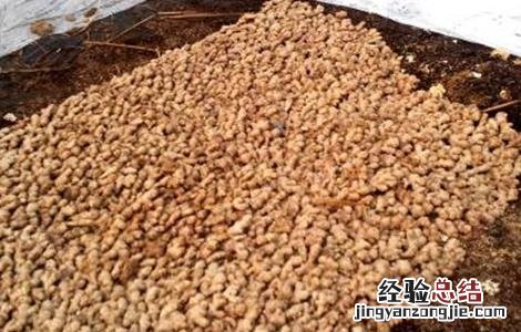 生姜催芽方法最新的视频 生姜催芽方法