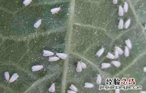 辣椒黄叶是什么病用什么药 辣椒黄叶是什么病