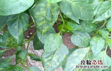 辣椒黄叶是什么病用什么药 辣椒黄叶是什么病