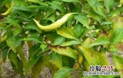 辣椒黄叶是什么病用什么药 辣椒黄叶是什么病