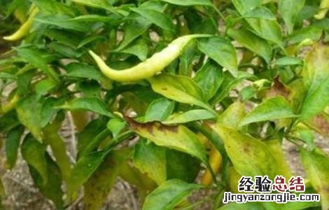 辣椒黄叶是什么病用什么药 辣椒黄叶是什么病