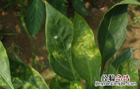 辣椒黄叶是什么病用什么药 辣椒黄叶是什么病