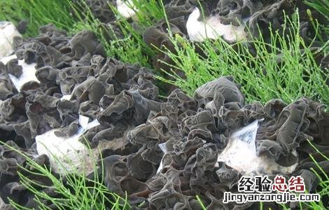 黑木耳种植的注意事项 黑木耳种植的注意事项和禁忌