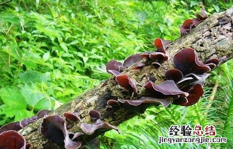 黑木耳种植的注意事项 黑木耳种植的注意事项和禁忌