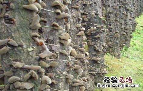 黑木耳种植的注意事项 黑木耳种植的注意事项和禁忌