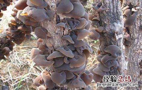 黑木耳种植的注意事项 黑木耳种植的注意事项和禁忌