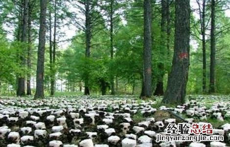 黑木耳种植的注意事项 黑木耳种植的注意事项和禁忌