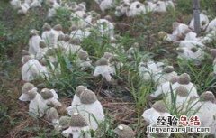 竹荪的种植方法视频 竹荪的种植方法