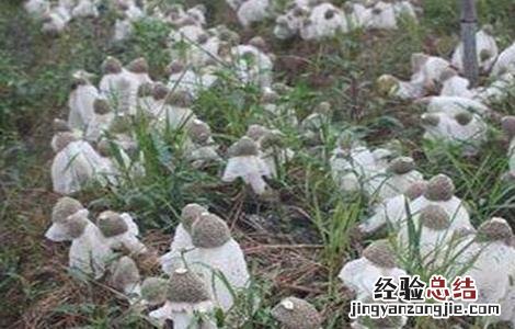 竹荪的种植方法视频 竹荪的种植方法