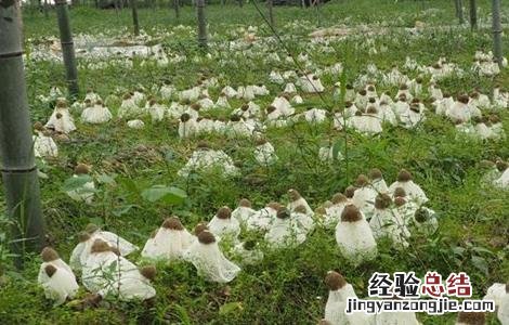 竹荪的种植方法视频 竹荪的种植方法