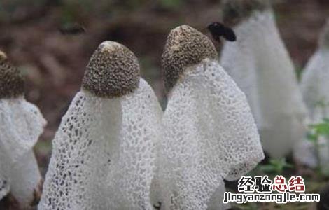 竹荪的种植方法视频 竹荪的种植方法