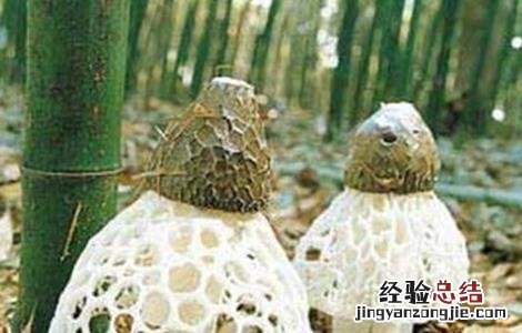 竹荪的种植方法视频 竹荪的种植方法