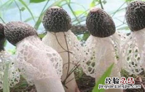 竹荪的种植方法视频 竹荪的种植方法