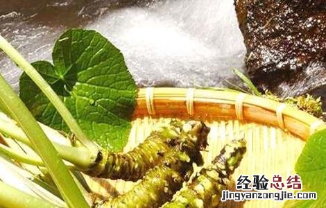 芥末怎么种好 芥末怎么种好吃又简单