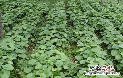 芥末怎么种好 芥末怎么种好吃又简单