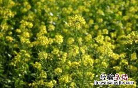 芥末怎么种好 芥末怎么种好吃又简单