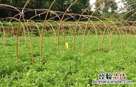 种植茼蒿的具体流程 苘蒿种植方法和时间
