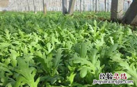 种植茼蒿的具体流程 苘蒿种植方法和时间