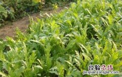 种植茼蒿的具体流程 苘蒿种植方法和时间