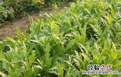 种植茼蒿的具体流程 苘蒿种植方法和时间
