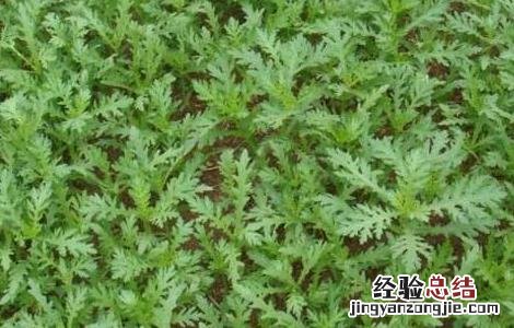 种植茼蒿的具体流程 苘蒿种植方法和时间