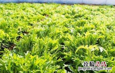 种植茼蒿的具体流程 苘蒿种植方法和时间