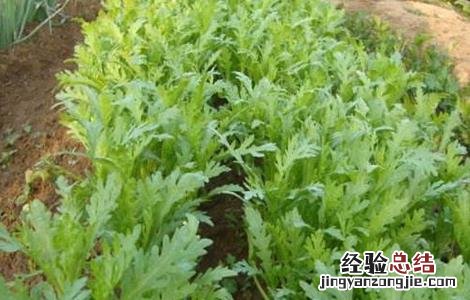 种植茼蒿的具体流程 苘蒿种植方法和时间