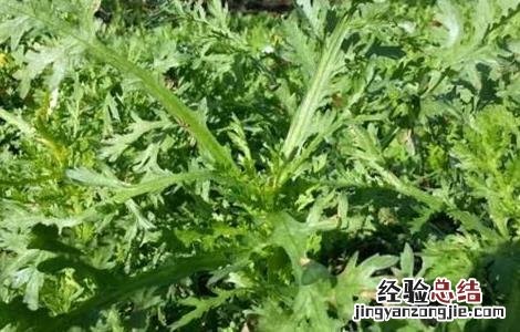 种植茼蒿的具体流程 苘蒿种植方法和时间