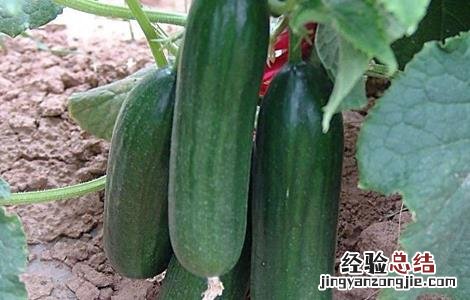 怎么防治黄瓜旺长 怎么防治黄瓜旺长虫