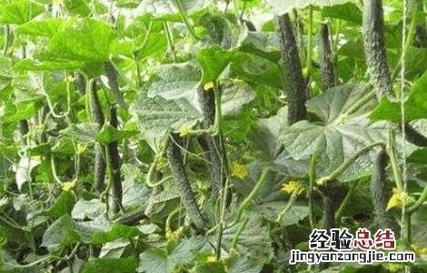 怎么防治黄瓜旺长 怎么防治黄瓜旺长虫