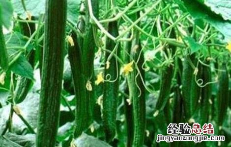 怎么防治黄瓜旺长 怎么防治黄瓜旺长虫