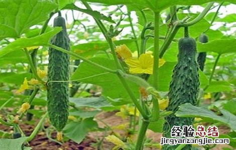 怎么防治黄瓜旺长 怎么防治黄瓜旺长虫