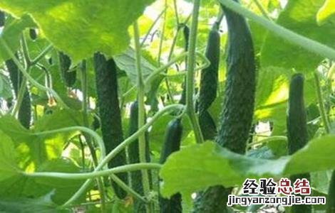 怎么防治黄瓜旺长 怎么防治黄瓜旺长虫