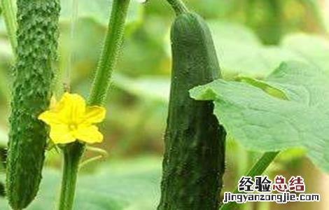 怎么防治黄瓜旺长 怎么防治黄瓜旺长虫