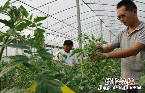 芸豆怎么施肥效果好 芸豆怎么施肥
