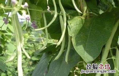 芸豆怎么施肥效果好 芸豆怎么施肥