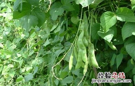 芸豆怎么施肥效果好 芸豆怎么施肥