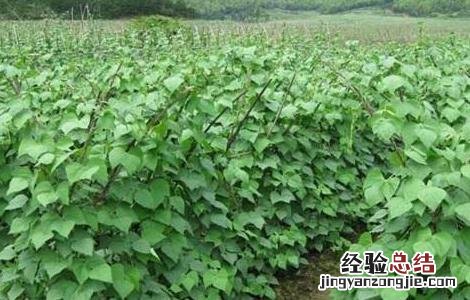 芸豆怎么施肥效果好 芸豆怎么施肥