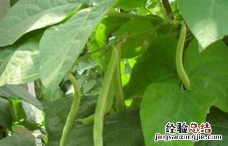 芸豆怎么施肥效果好 芸豆怎么施肥