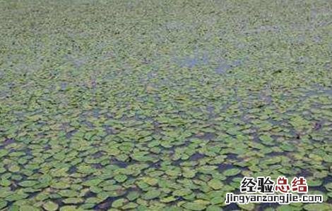 莼菜的种植方法和技术 莼菜的种植方法