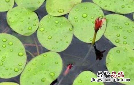 莼菜的种植方法和技术 莼菜的种植方法