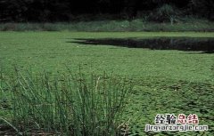 莼菜的种植方法和技术 莼菜的种植方法