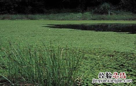莼菜的种植方法和技术 莼菜的种植方法