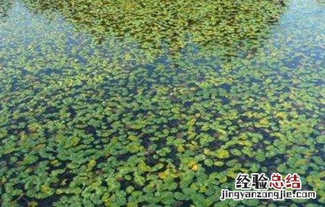 莼菜的种植方法和技术 莼菜的种植方法